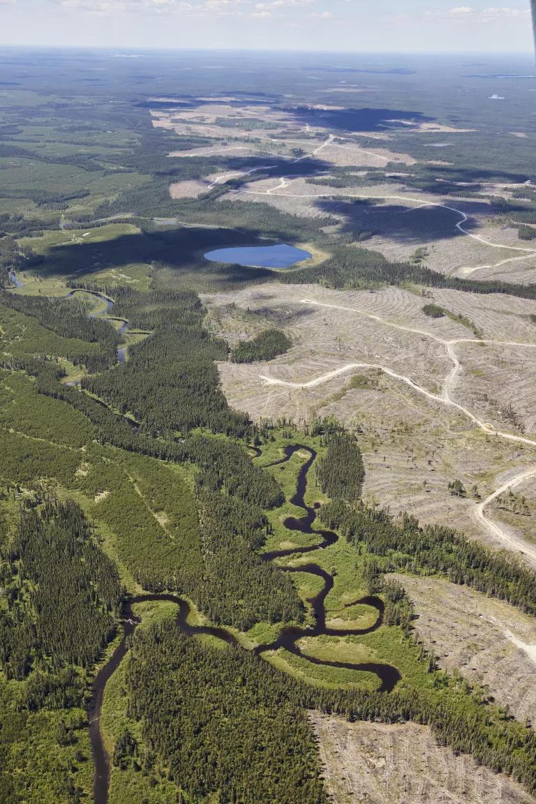 An image of clearcutting in Canada's boreal forest