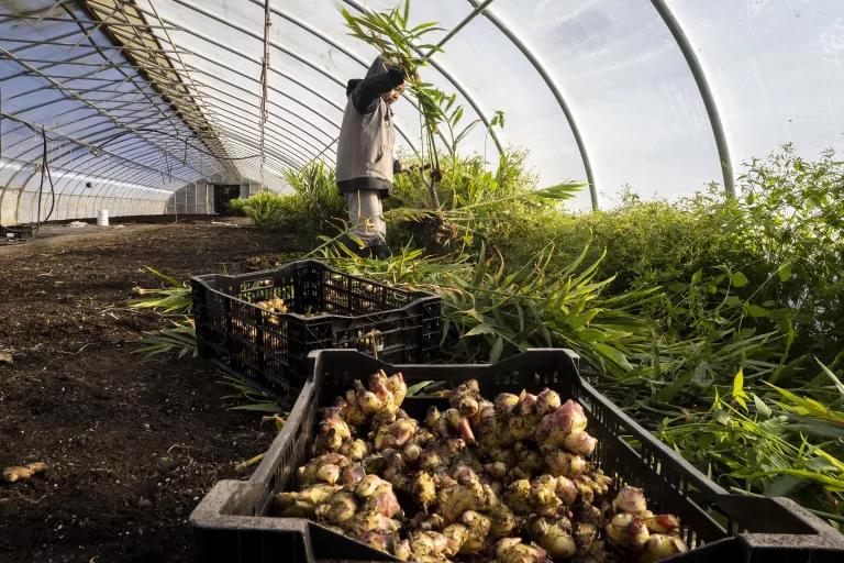Sang Lee Farms in Peconic, New York, which has been operating and growing on Long Island for more than 70 years, is committed to using sustainable and earth-friendly farming methods.