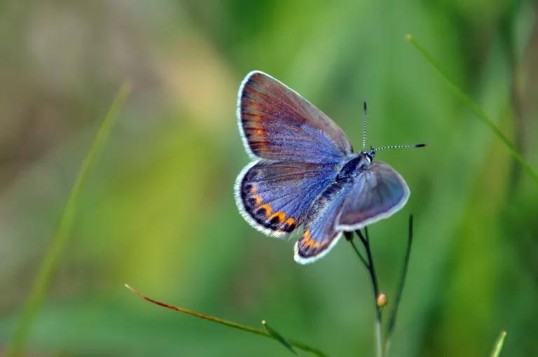 Karner blue butterfly neonic