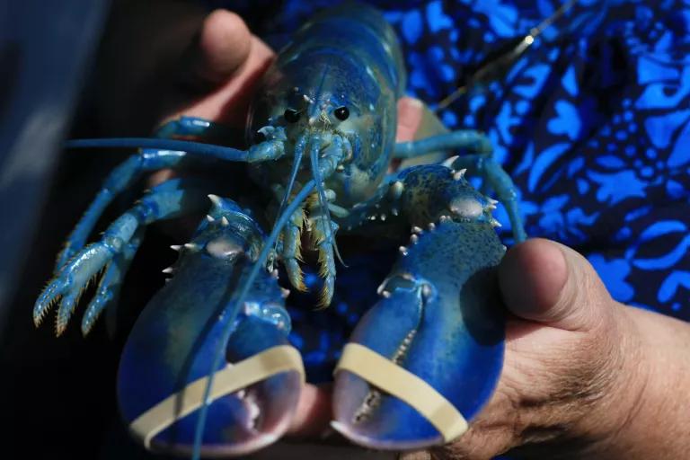 A person holds a blue lobsters whose claws are held closed with rubber bands