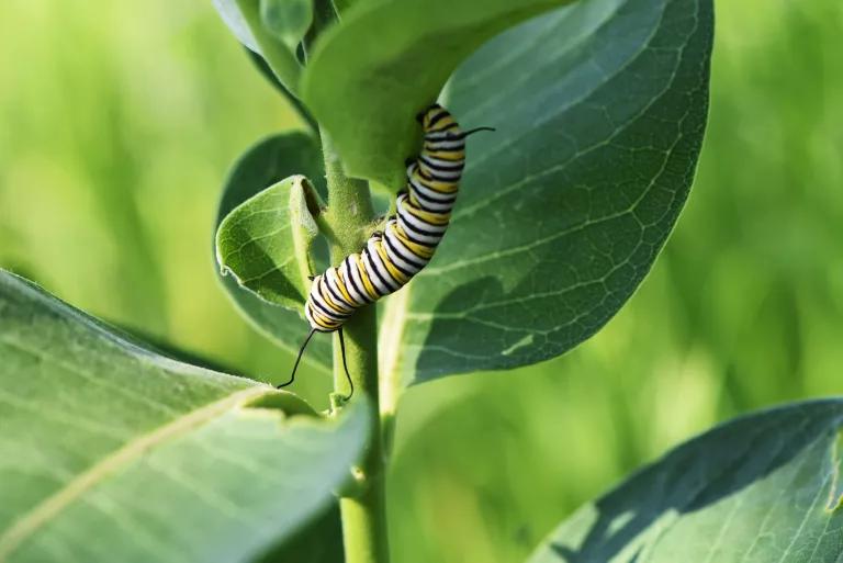 A monarch caterpillar feeds on a milkweed plant