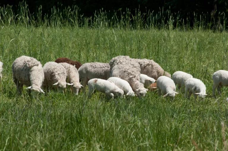 Rotational Sheep Grazing on Pastureland in Virginia