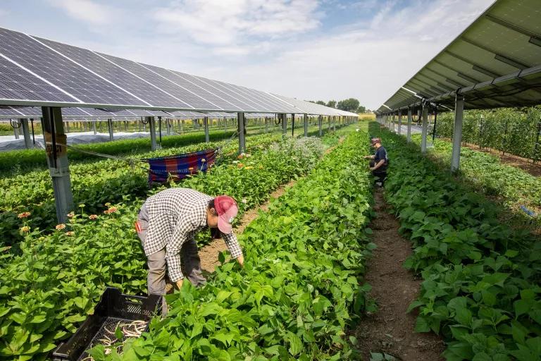 A man bends over to tend to a row of crops growing in between rows of solar panels