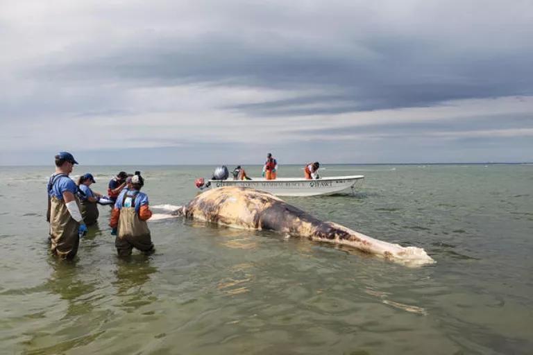 Juvenile right whale died from probable entanglement