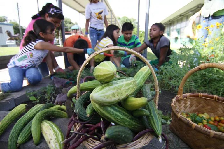 A group of children harvesting cucumbers, squash and peppers from a garden at their school