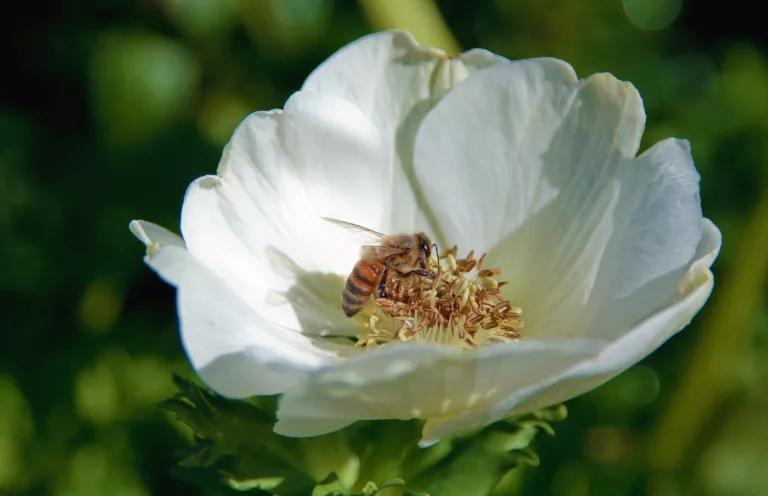A bee inside a blossoming white flower