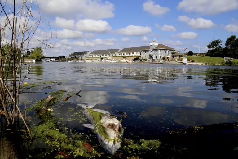 A dead fish surrounded by algae floats ont he surface of calm water with a large building on the shore in the background