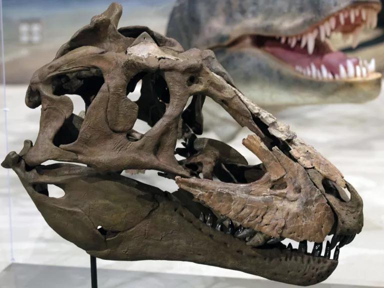 North America's oldest mosasaur fossil found at Grand Staircase-Escalante -  Moab Sun News
