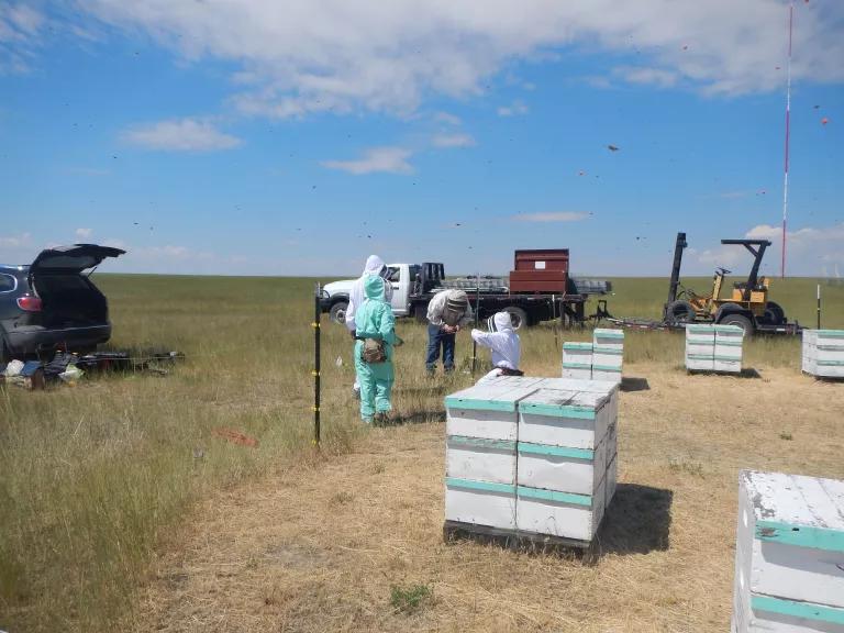 Workers in protective gear stand near beehives on a grassy field