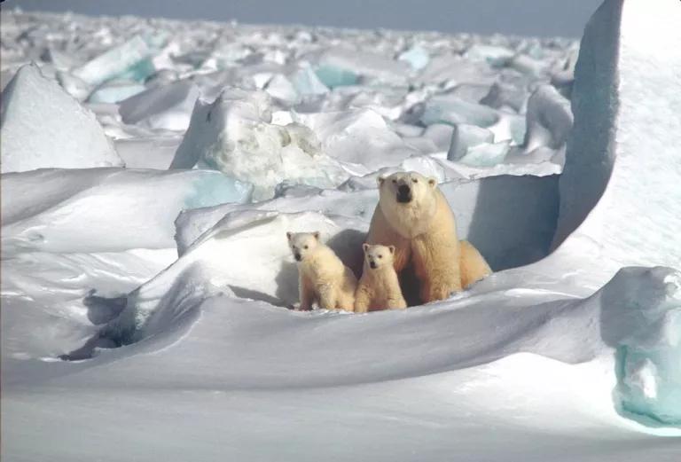 Polar bear mother and two cubs on the Beaufort Sea Ice