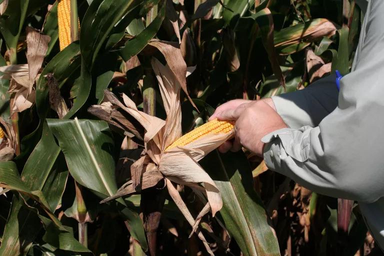 A person examines an ear of corn on the stalk