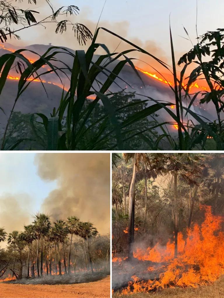 Three images shows wildfire burning through a lush forest