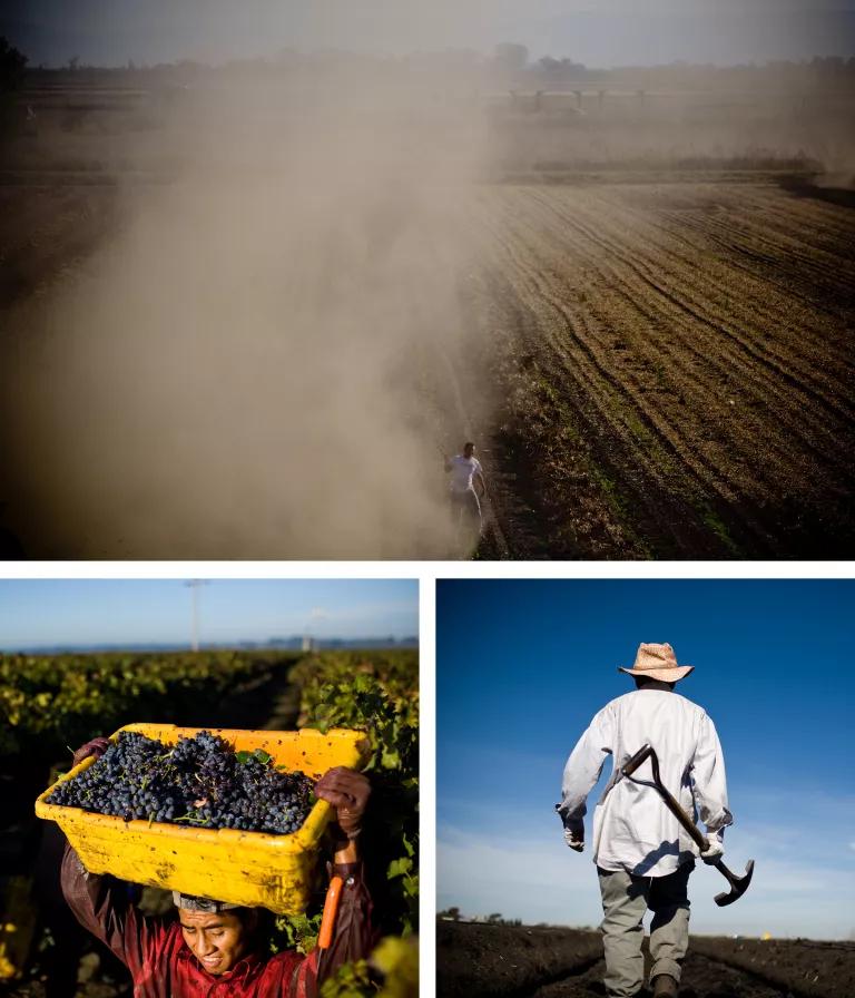 Top, a farmer walks on a dusty crop; bottom left, a man carries a large yellow crate full of grapes on his head; bottom right, a man carries a shovel on a field of crops