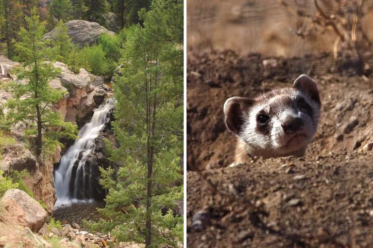 At left, a small waterfall in a rocky area; at right, a ferret peeks its head out of a burrow