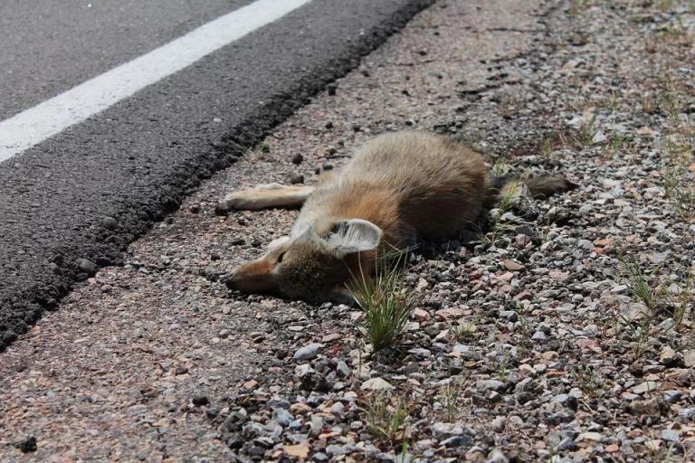 Roadkill fox