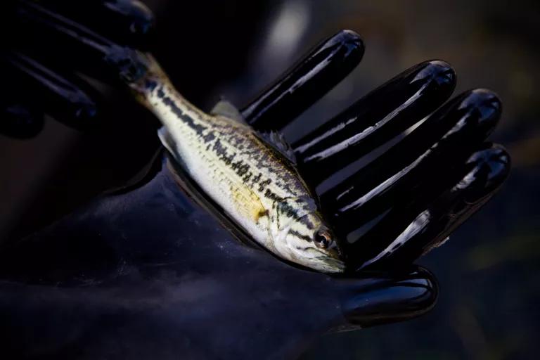 A person's hand in a black glove holds a small fish