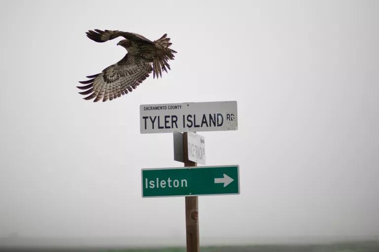 A large bird flies near road signs that point to Tyler Island Road and Isleton