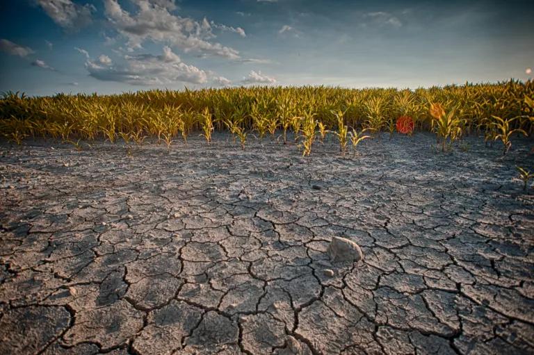 Cornfield in drought near Canton, Illinois