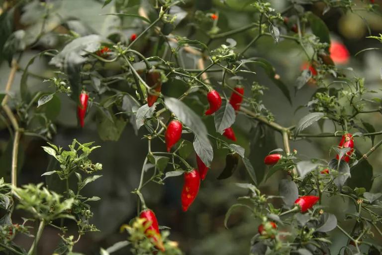 Small red chili peppers and green leaves on branches
