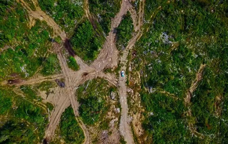 Aerial image of long-term impacts of logging from Logging Scars report