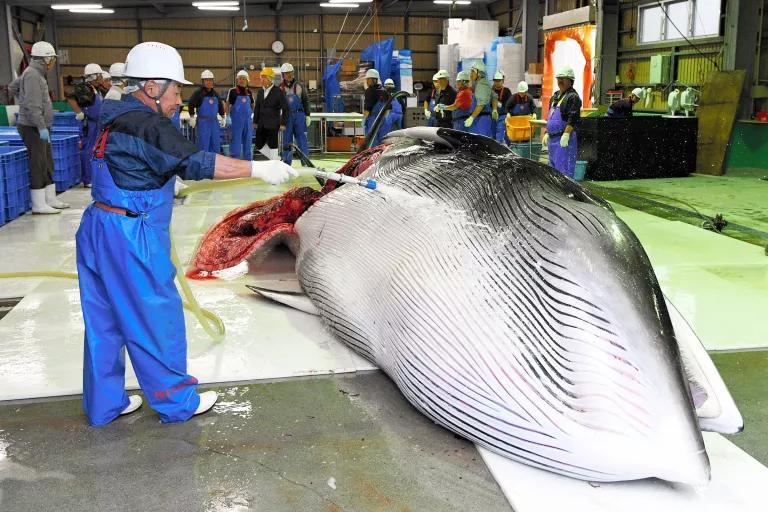 A worker in a warehouse sprays water on a whale carcass