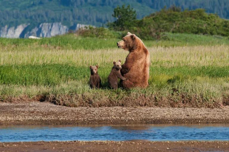 Grizzly bears with cubs neonics