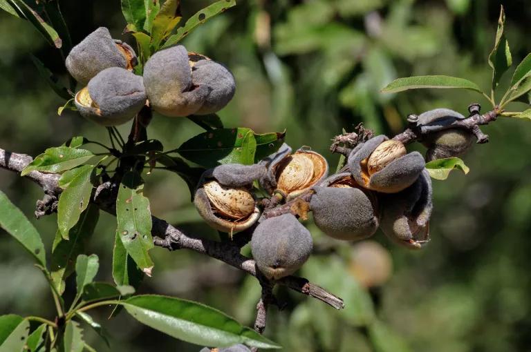 Bee-pollinated almonds