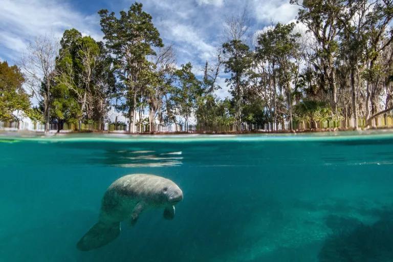 A manatee swims underwater with trees visible above the surface