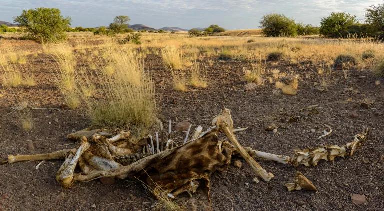 An animal skeleton on the ground among tall grasses
