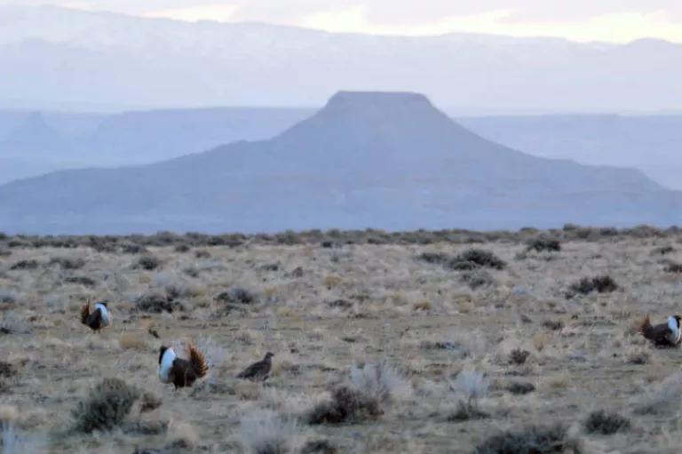 Greater Sage Grouse in WY