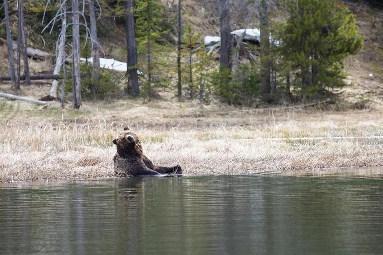 A grizzly bear sitting in a body of water.