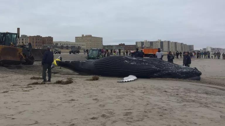 Humpback whale stranded in New York
