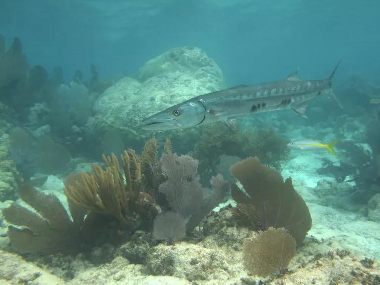 Barracuda swimming over a coral reef