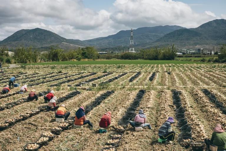 Workers sit on the ground on rows of crops