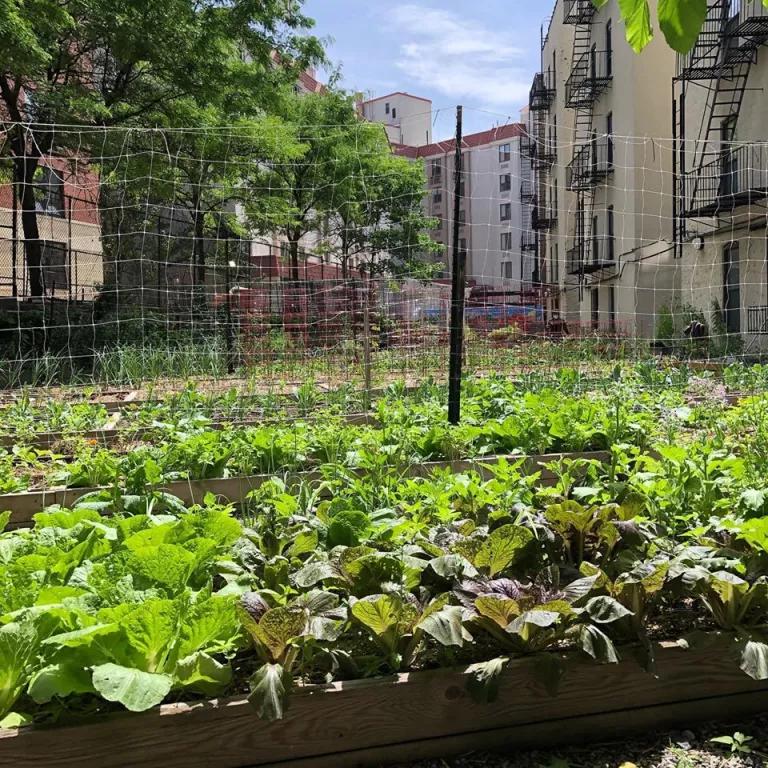 Kelly Street Garden, located in the Longwood/Hunts Point section of the South Bronx