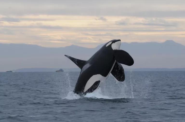 L95 (or Nigel), a 20 year old male Southern Resident orca that died from a fungal infection. 