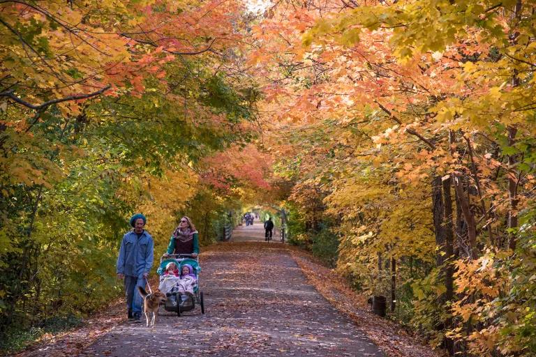 A woman pushes a stroller next to a man with two dogs on a leash as they walk on a tree-lined paved pathway