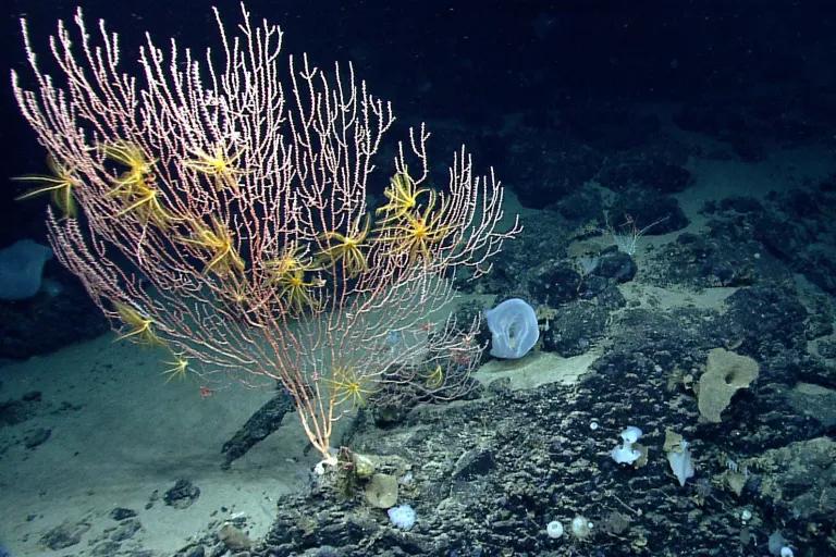 A pink and yellow coral in dark water