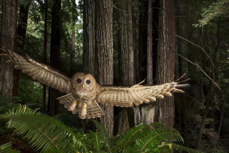 A brown and white owl flies in a forest