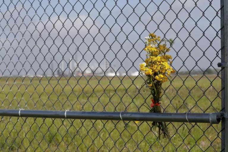 A bunch of yellow flowers are affixed to a chain-link fence