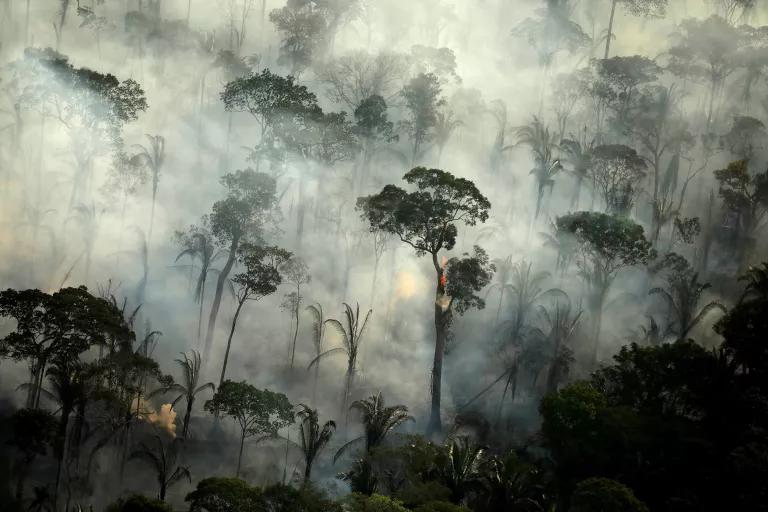 Smoke rises from the ground beneath a lush forest