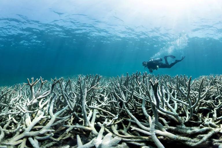 A SCUBE diver swims just above a swath of dead coral