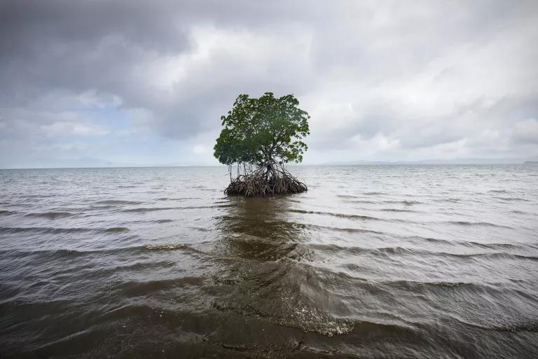 A single tree stands in the ocean on a rise of land just wide enough to hold it