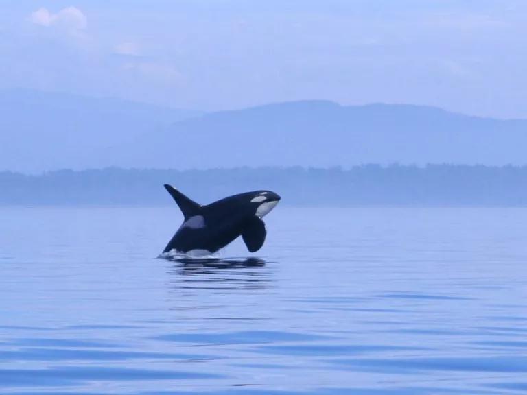 Southern Resident killer whale #J-27 'Blackberry' leaping from the water off San Juan Island, Washington