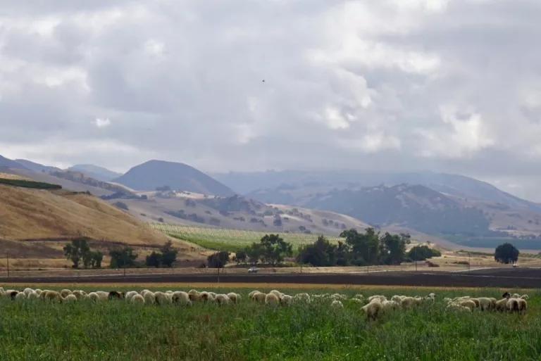 Rotational Grazing with Sheep at Paicines Ranch in California
