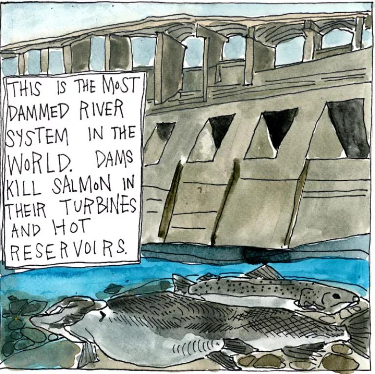 Columbia Basin dams and salmon mortality