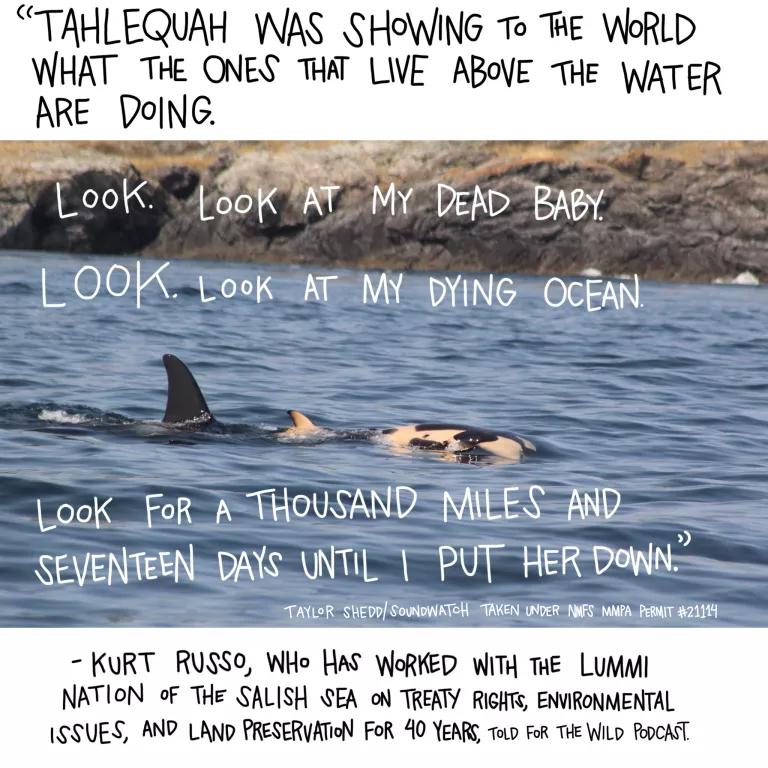 “Tahlequah was showing to the world what the ones that live above the water are doing. Look. Look at my dead baby. Look. Look at my dying ocean. Look for a thousand miles and seventeen days until I put her down.” —Kurt Russo, on the “For the Wild” podcast