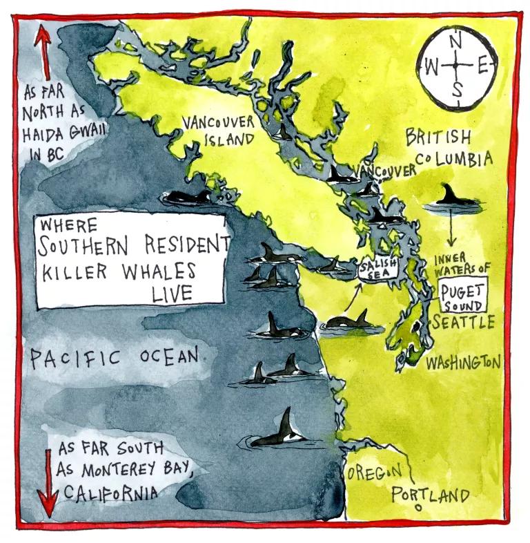 Where Southern Resident killer whales live: As far north as Haida Gwaii in BC and as far south as Monterey Bay, California.