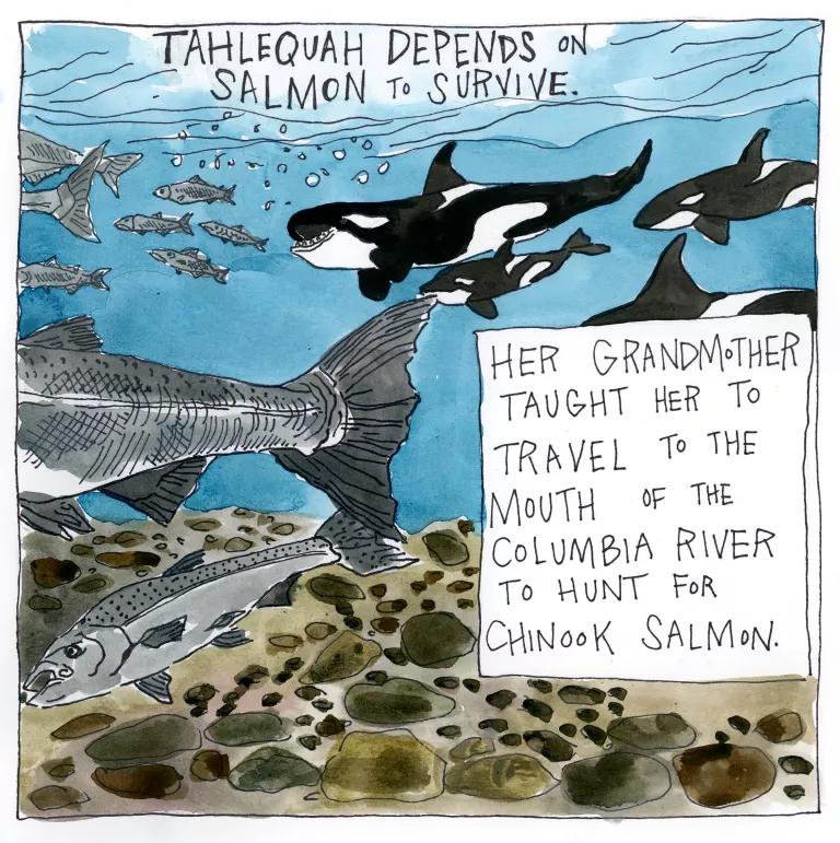 Tahlequah depends on salmon to survive. Her grandmother taught her to travel to the mouth of the Columbia River to hunt for Chinook salmon. 