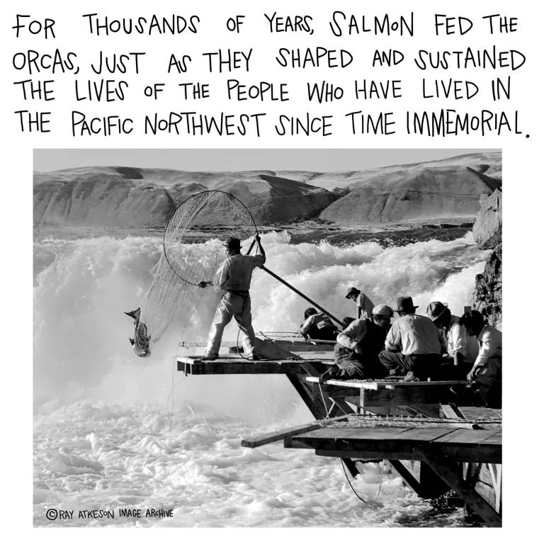 For thousands of years, salmon fed the orcas, just as they shaped and sustained the lives of the people who have lived in the Pacific Northwest since time immemorial. 